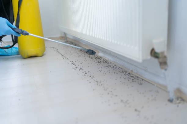 Wasp Removal Services in Cole Camp, MO